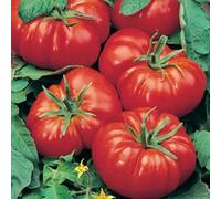Damavandpro Tomato 'marmande Vr' Seeds (100 Seeds) - French Heirloom Beefsteak Variety For Gardens