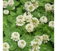 Damavandpro White Clover Seeds (Trifolium Repens) - 100G