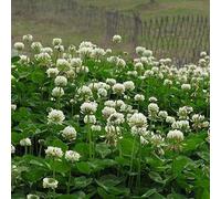 DamavandPro White Clover Seeds (Trifolium Repens) Micro Clover - 1 kg