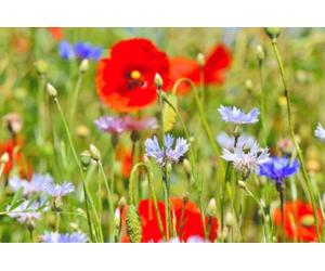 DamavandPro Wild Flower Seed Attracts Bees Meadow Pure Wild flowers Summer Mix 100g