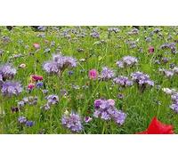 DamavandPro Wildflower Meadows Seed Mixtures 1kg Meadow 10 Species