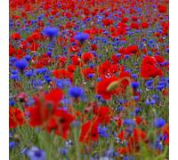 Damavandpro Wildflower Seed Cornfield Annual Red Poppy Cornflowers Mix British Garden Meadow 10G