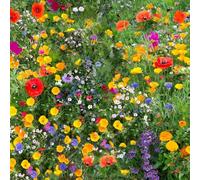DamavandPro Wildflower Seed Mix Premium - 100 sqm = 500g