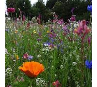 DamavandPro Wildflower Seed Packets - 10Kg