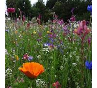 DamavandPro Wildflower Seed Packets - 5g