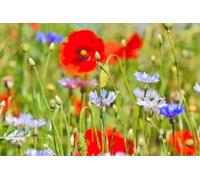 DamavandPro WildFlower Seed Plants Attracts Bees Butterflies