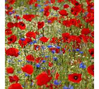 Damavandpro Wildflower Seeds Mix, Cornflower, Red Poppy, Ox-Eye Daisy, Chrysanthemum ,pack Of 4 Varieties 10G