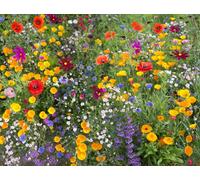 Damavandpro Wildflower Seeds Mix Seed Wild Flowers Garden Bee Scented Meadow Flower No Grass 25G