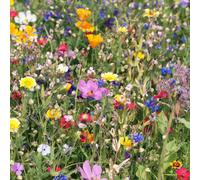 Damavandpro Wildflower Seeds More Than 21 Pure Seeds Scented No Grass Bee Butterfly Mix Meadow Garden Uk Seed 100 Square Meter