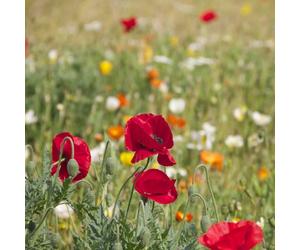 DamavandPro Wildlife Seeds for Natural Habitat: Native Mix - 10g