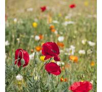 DamavandPro Wildlife Seeds for Natural Habitat: Native Mix - 250g