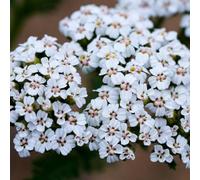 Damavandpro Yarrow Achillea Millefolium Native Uk Herb Flower Wild 7000 Seeds