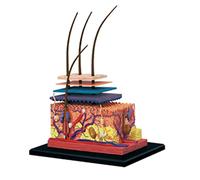 Damavat 4D Human Skin Model Hair Organs Assembling Puzzle Model Teaching Model Manikin Science Anatomical Model