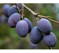 Damson Merryweather Plum Fruit Tree 4-5Ft Bare Root Tree By Direct Plants