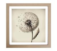 Dandelion Drawing Framed Print | 18x18 Inch Oak Framed Wall Art | Ready to Hang | Modern Nature Picture | Living Room Bedroom Lounge Office