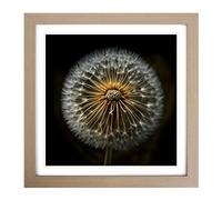Dandelion Photograph No.1 Framed Print | 18x18 Inch Oak Framed Wall Art | Ready to Hang | Modern Nature Picture | Living Room Bedroom Lounge Office