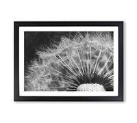 Dandelion Seed Sketch Painting Framed Print | A2 Black Framed Wall Art | Ready to Hang | Modern Historical Picture | Living Room Bedroom Lounge Office