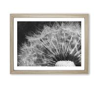 Dandelion Seed Sketch Painting Modern Art Framed Print | A4 Oak Framed Wall Art | Ready to Hang | Modern Historical Picture | Living Room Bedroom Lounge Office