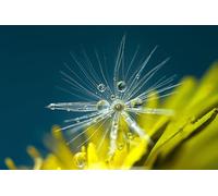 Dandelion seeds-1500-Piece Puzzle Game for Adults: DIY Skill Game, Colorful Puzzle Game (14 years+)