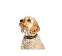 Danish Design FatFace Bold Stripe Blue and Yellow Woven Genuine Leather Trim Metal Buckle Dog/Puppy Collar Small 15mm 35-45 cm