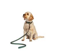 Danish Design FatFace Bold Stripe Blue and Yellow Woven Genuine Leather Trim Metal Buckle Dog/Puppy Collar Large 25mm 120 cm