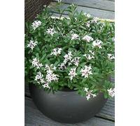 Daphne Eternal Fragrance 1.5L White