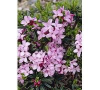 Daphne 'Pink Fragrance' 2L Pink