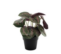 Dark Calathea Potted House Plant 22Cm - Green