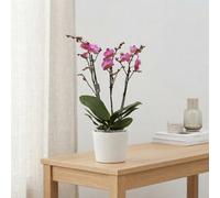 Dark Pink Phalaenopsis Orchid - 12Cm Pot, 50Cm