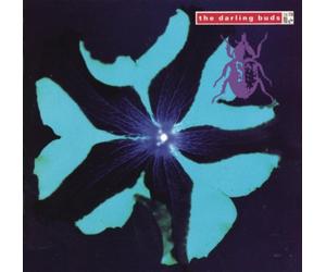 Darling Buds - Crawdaddy