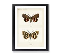 Darling Underwing Moth By S.F. Denton Vintage Framed Wall Art Print, Ready to Hang Picture for Living Room Bedroom Home Office Décor, Black A3 (34 x 46 cm)