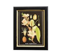 Darthome Botanical Almond Framed Wall Art, Amygdalus Communis Vintage Illustration, Black and Gold Wood Frame, 20x25cm