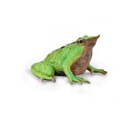 Darwin's Frog