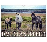 Das Islandpferd (Wandkalender 2024 DIN A3 quer), CALVENDO Monatskalender