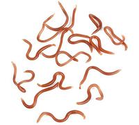 DAUERHAFT Fishing Soft Lure, 10cm Earthworm Bait, Fishy Smell, 17-18pcs/Box, Lifelike Grub Worm