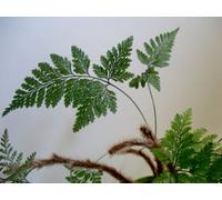 Davallia Fejeensis Rabbit Fern Plug Plant
