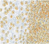 DAVID GREENBERGER & DOZENS - Greenberger, David & Dozens : Near the Edge of the Penny Jar Spill