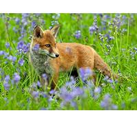 David Kjaer Fox wildlife or nature greeting card Large A5 card with brown fleck envelope