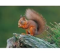 David Kjaer Wildlife and nature greeting card. Red Squirrel