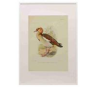 Davis Sergeant Charles S Africa Birds Egyptian Goose A3 A4 Framed Print Picture