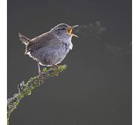 Dawn Chorus Greeting Card with SOUND. Wren image and a chorus of birdsong combined to make a really unique greeting card for country lovers