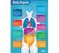 Daydream Education Body Organs Poster | Laminated Gloss Paper Measuring 850mm x 594mm (A1) | Classroom Wall Chart