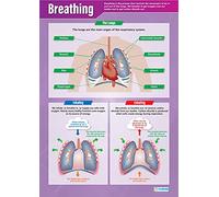 Daydream Education Breathing | Science Posters | Gloss Paper measuring 850mm x 594mm (A1) | Science Charts for the Classroom | Education Charts