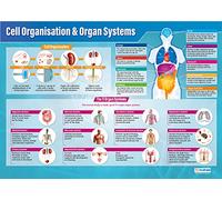Daydream Education Cell Organization & Organ Systems Poster, Gloss Paper Extra Large A1 (850 mm x 594 mm) - Science Wall Chart for Classroom & Home