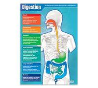 Daydream Education Digestion | Science Posters | Laminated Gloss Paper measuring 850mm x 594mm (A1) | Science Charts for the Classroom | Education Charts