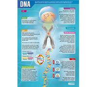 Daydream Education DNA Poster, Gloss Paper Extra Large A1 (850 mm x 594 mm) - Science Wall Chart for Classroom & Home
