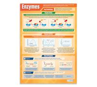 Daydream Education Enzymes | Science Posters | Laminated Gloss Paper measuring 850mm x 594mm (A1) | Science Charts for the Classroom | Education Charts