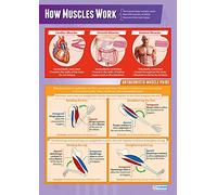 How Muscles Work | PE Posters | Gloss Paper measuring 850mm x 594mm (A1) | Physical Education Charts for the Classroom | Education Charts by Daydream Education