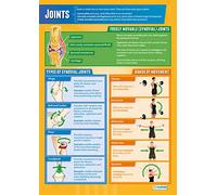 Daydream Education Joints | PE Posters | Gloss Paper measuring 850mm x 594mm (A1) | Physical Education Charts for the Classroom | Education Charts