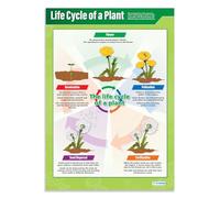 Life Cycle of a Plant | Science Posters | Laminated Gloss Paper measuring 850mm x 594mm (A1) | Science Charts for the Classroom | Education Charts by Daydream Education